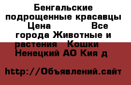 Бенгальские подрощенные красавцы. › Цена ­ 20 000 - Все города Животные и растения » Кошки   . Ненецкий АО,Кия д.